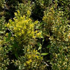 Zimostráz obecný 'Elegans' - Buxus sempervirens 'Elegans'