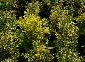 Zimostráz obecný 'Elegans' - Buxus sempervirens 'Elegans'