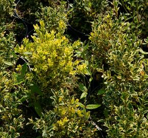 Zimostráz obecný 'Elegans' - Buxus sempervirens 'Elegans'