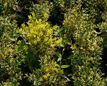 Zimostráz obecný 'Elegans'