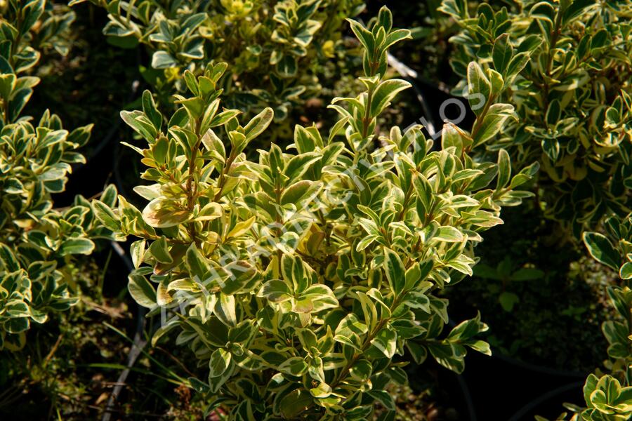 Zimostráz obecný 'Elegans' - Buxus sempervirens 'Elegans'