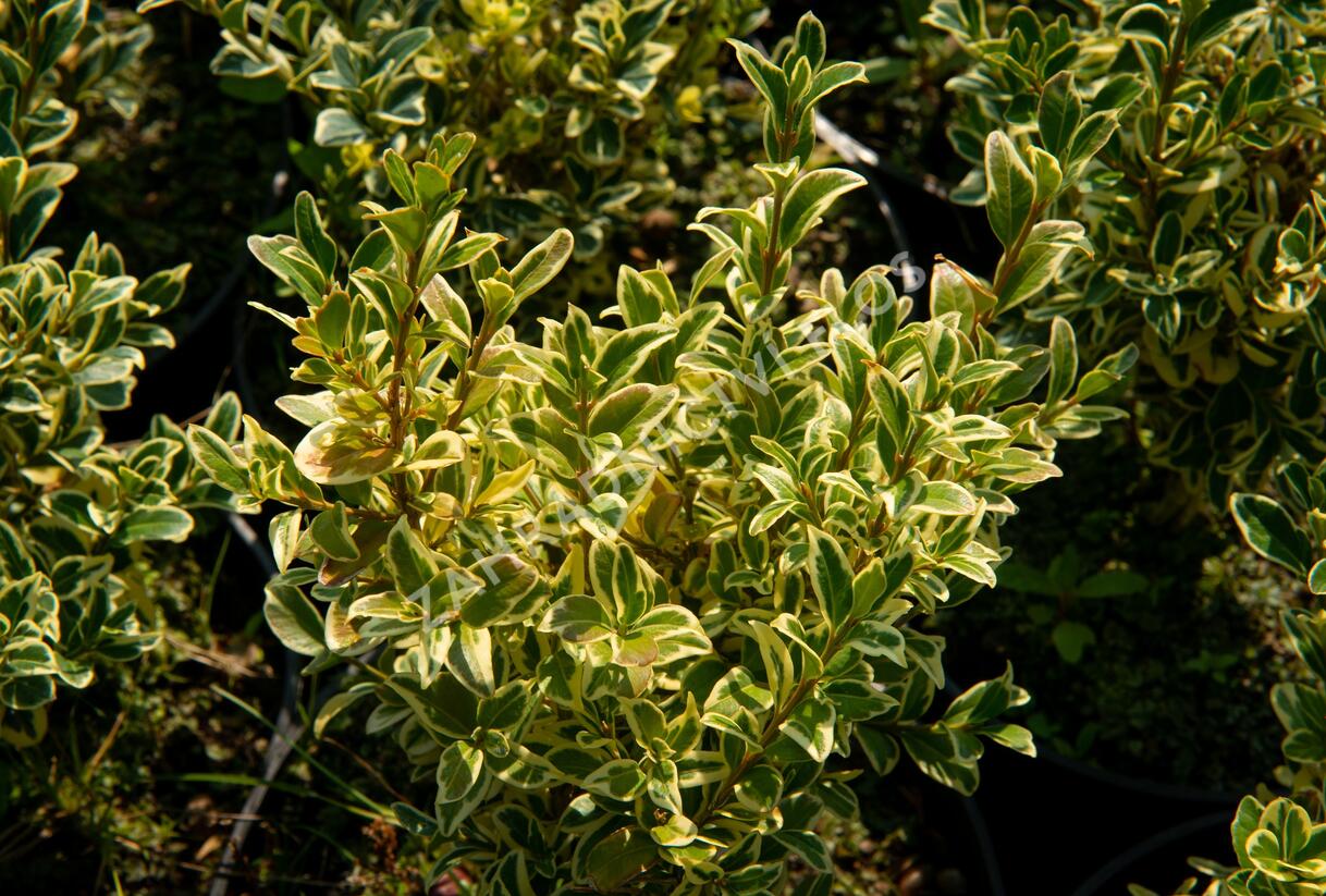 Zimostráz obecný 'Elegans' - Buxus sempervirens 'Elegans'