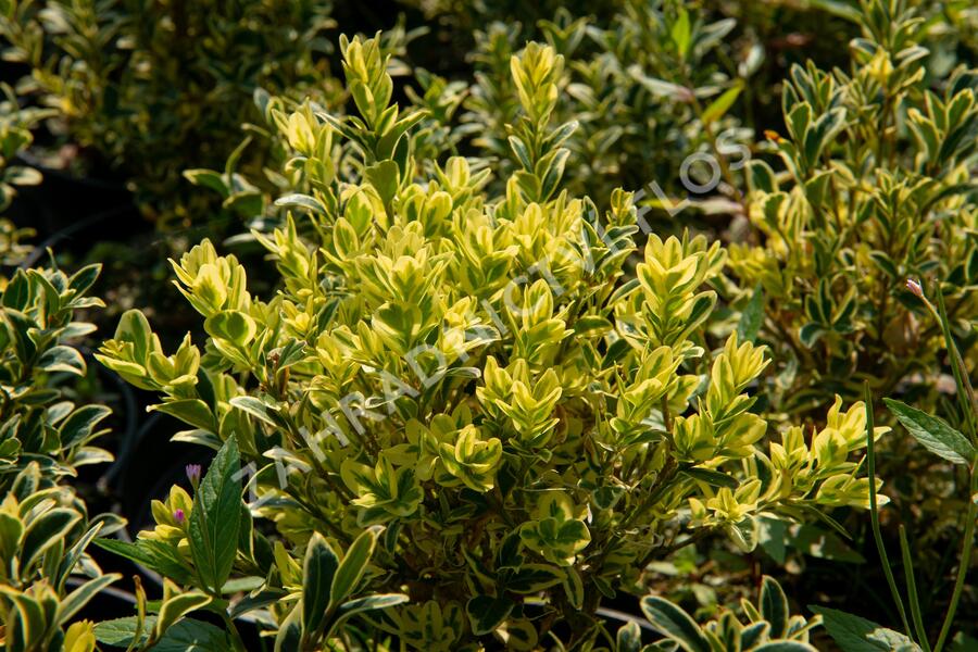 Zimostráz obecný 'Elegans' - Buxus sempervirens 'Elegans'