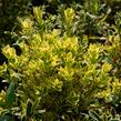 Zimostráz obecný 'Elegans' - Buxus sempervirens 'Elegans'