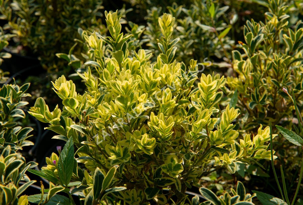 Zimostráz obecný 'Elegans' - Buxus sempervirens 'Elegans'