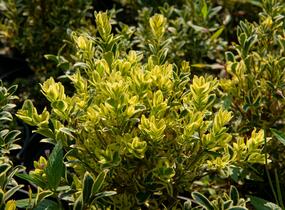 Zimostráz obecný 'Elegans' - Buxus sempervirens 'Elegans'