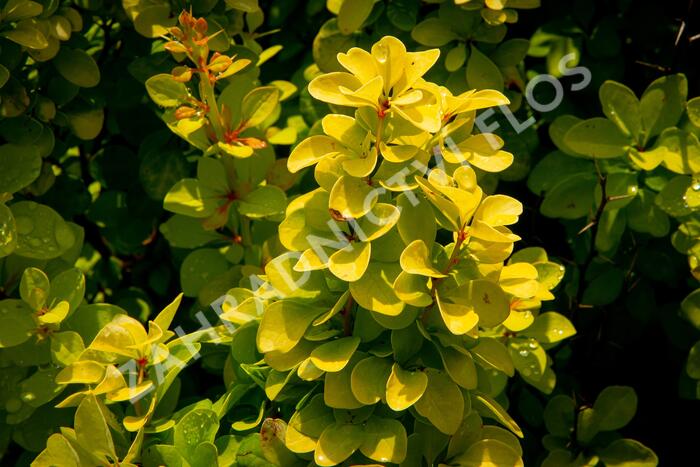 Dřišťál Thunbergův 'Maria' - Berberis thunbergii 'Maria'