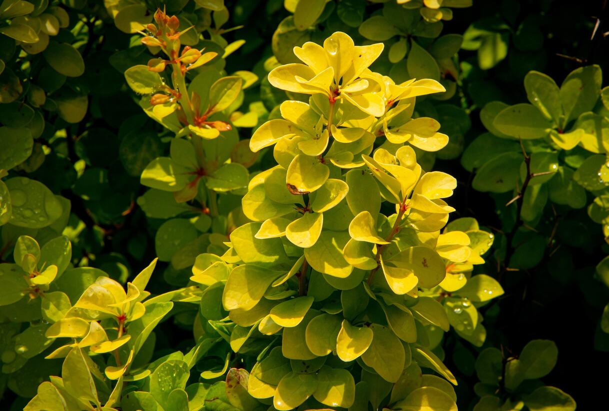 Dřišťál Thunbergův 'Maria' - Berberis thunbergii 'Maria'