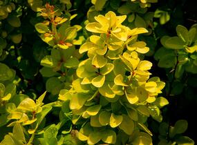 Dřišťál Thunbergův 'Maria' - Berberis thunbergii 'Maria'