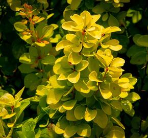 Dřišťál Thunbergův 'Maria' - Berberis thunbergii 'Maria'