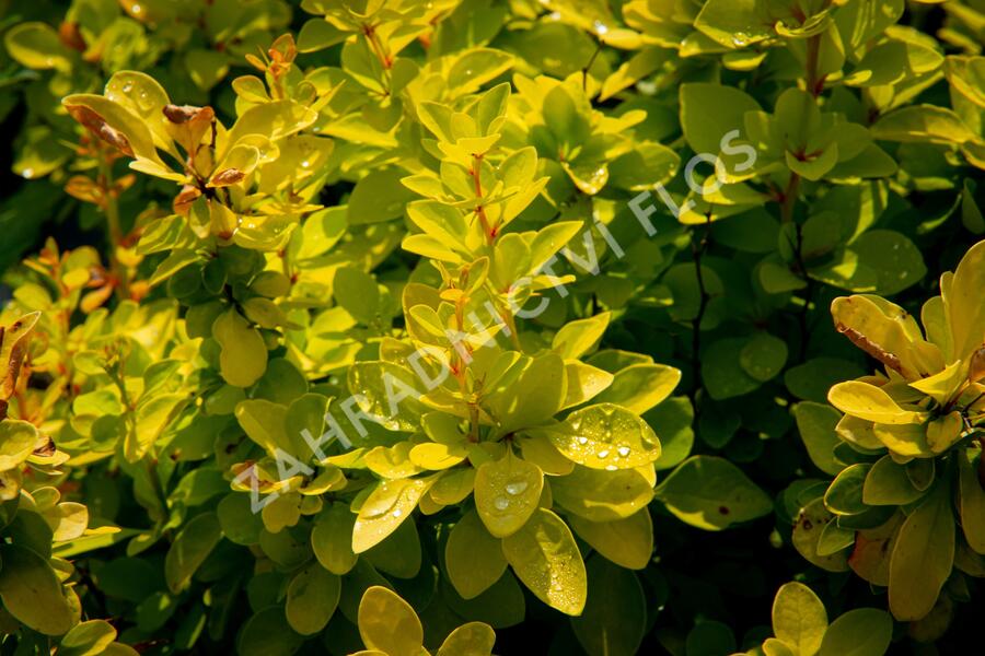 Dřišťál Thunbergův 'Maria' - Berberis thunbergii 'Maria'