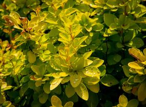 Dřišťál Thunbergův 'Maria' - Berberis thunbergii 'Maria'