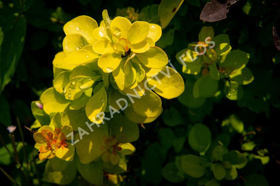 Dřišťál Thunbergův 'Maria' - Berberis thunbergii 'Maria'