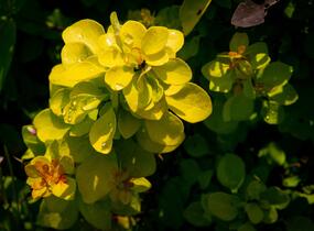 Dřišťál Thunbergův 'Maria' - Berberis thunbergii 'Maria'