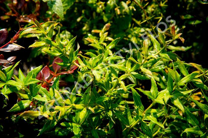 Dřišťál 'Chenaultii' - Berberis hybrido-gagnepainii 'Chenaultii'