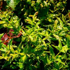 Dřišťál 'Chenaultii' - Berberis hybrido-gagnepainii 'Chenaultii'