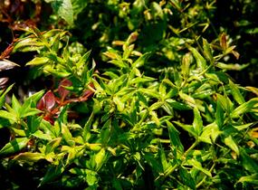 Dřišťál 'Chenaultii' - Berberis hybrido-gagnepainii 'Chenaultii'