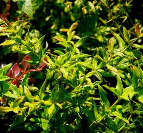 Dřišťál 'Chenaultii' - Berberis hybrido-gagnepainii 'Chenaultii'