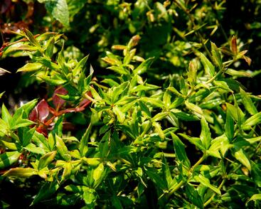 Dřišťál 'Chenaultii'