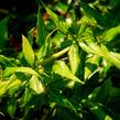 Dřišťál 'Chenaultii' - Berberis hybrido-gagnepainii 'Chenaultii'