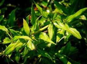 Dřišťál 'Chenaultii' - Berberis hybrido-gagnepainii 'Chenaultii'
