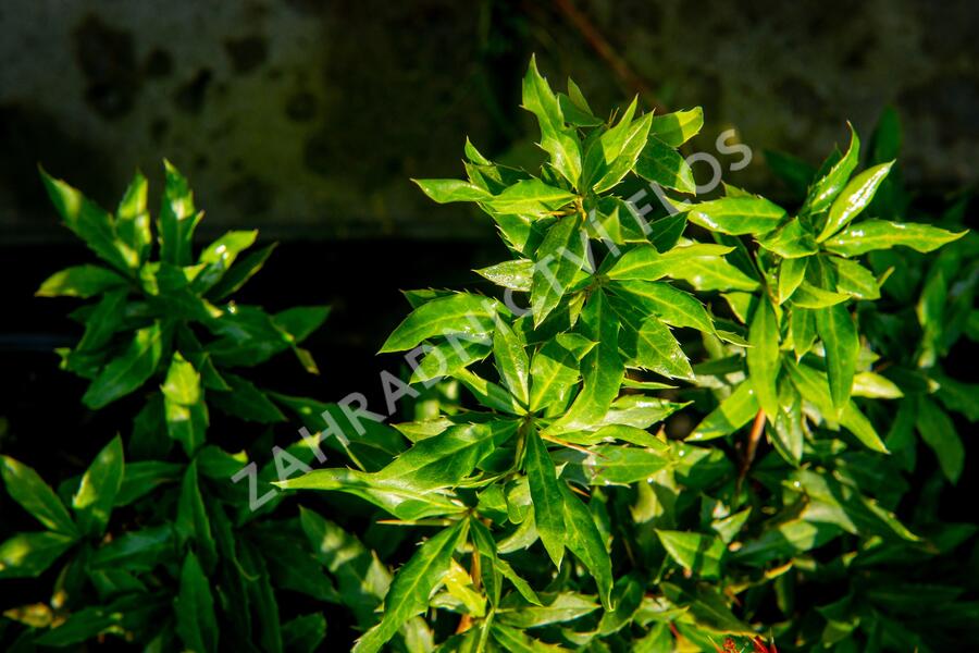 Dřišťál 'Chenaultii' - Berberis hybrido-gagnepainii 'Chenaultii'