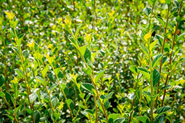 Skalník Simonův - Cotoneaster simonsii