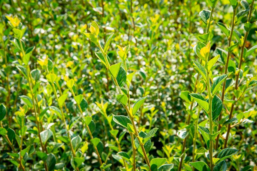 Skalník Simonův - Cotoneaster simonsii