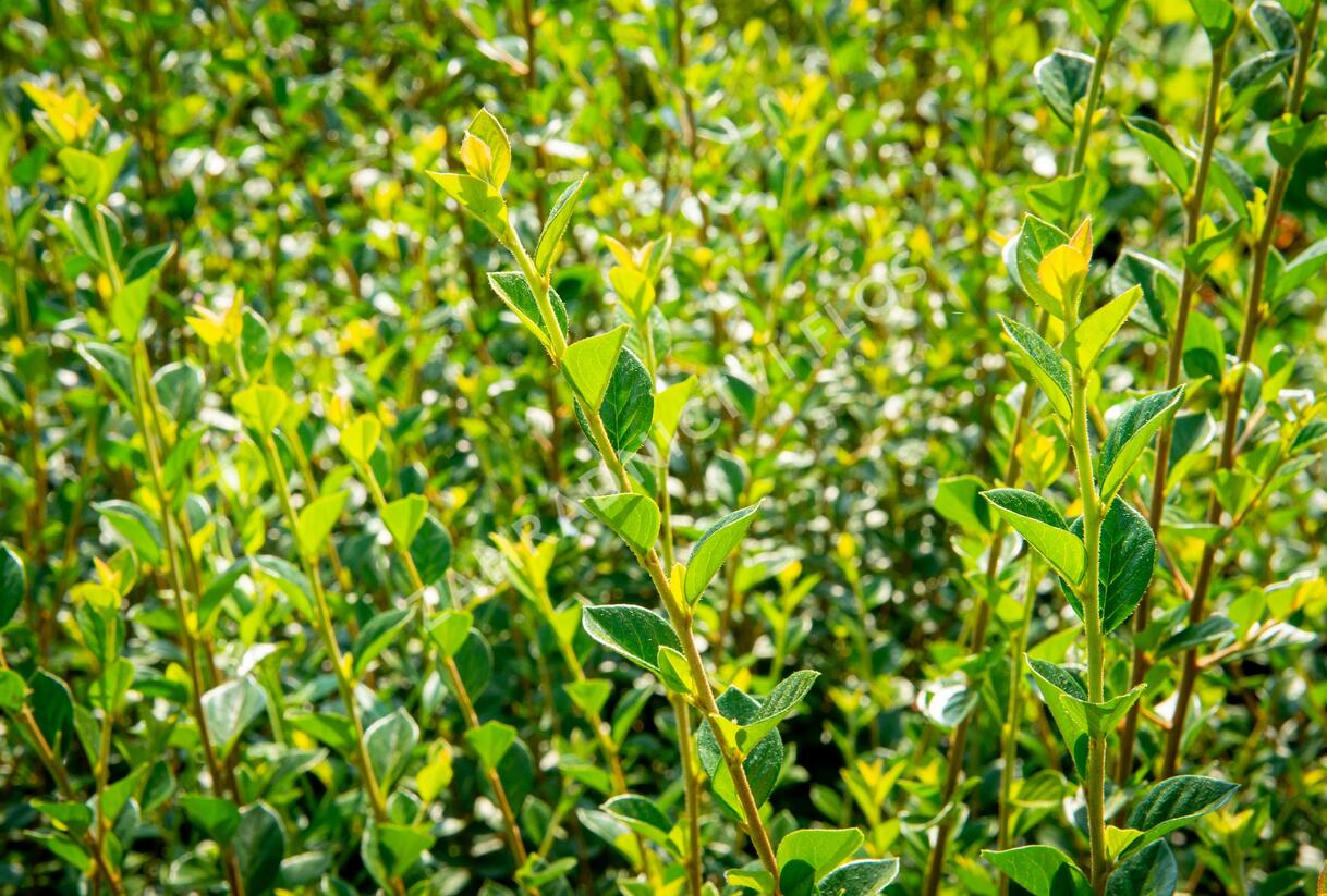 Skalník Simonův - Cotoneaster simonsii