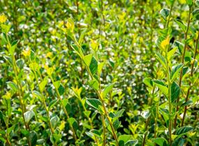 Skalník Simonův - Cotoneaster simonsii