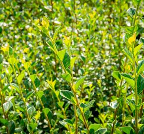 Skalník Simonův - Cotoneaster simonsii