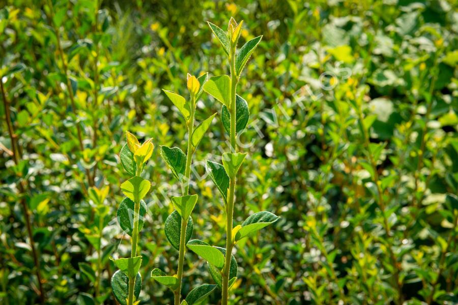 Skalník Simonův - Cotoneaster simonsii