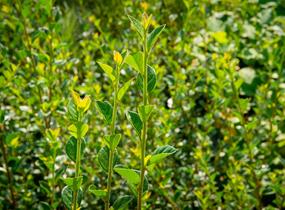 Skalník Simonův - Cotoneaster simonsii