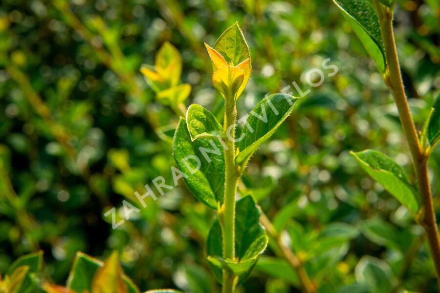 Skalník Simonův - Cotoneaster simonsii