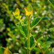 Skalník Simonův - Cotoneaster simonsii