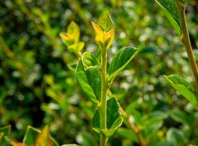 Skalník Simonův - Cotoneaster simonsii