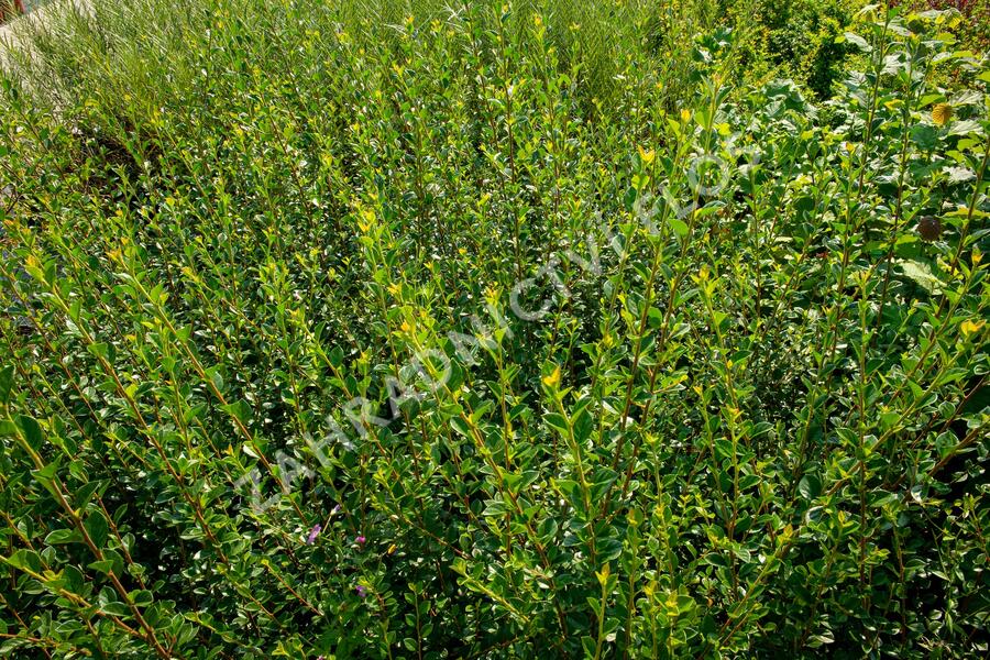 Skalník Simonův - Cotoneaster simonsii