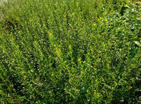 Skalník Simonův - Cotoneaster simonsii