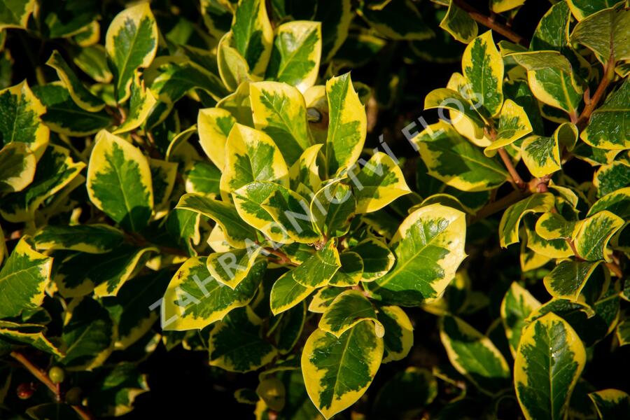 Cesmína altaklarenská 'Golden King' - Ilex altaclerensis 'Golden King'