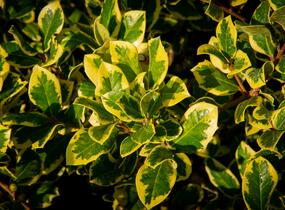 Cesmína altaklarenská 'Golden King' - Ilex altaclerensis 'Golden King'