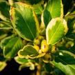 Cesmína altaklarenská 'Golden King' - Ilex altaclerensis 'Golden King'