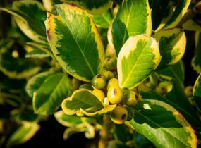 Cesmína altaklarenská 'Golden King' - Ilex altaclerensis 'Golden King'