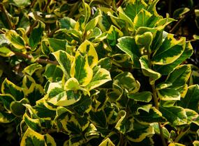Cesmína altaklarenská 'Golden King' - Ilex altaclerensis 'Golden King'