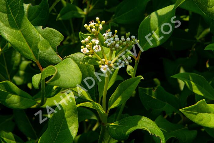Kalina 'Jermyn's Globe' - Viburnum globosum 'Jermyn's Globe'