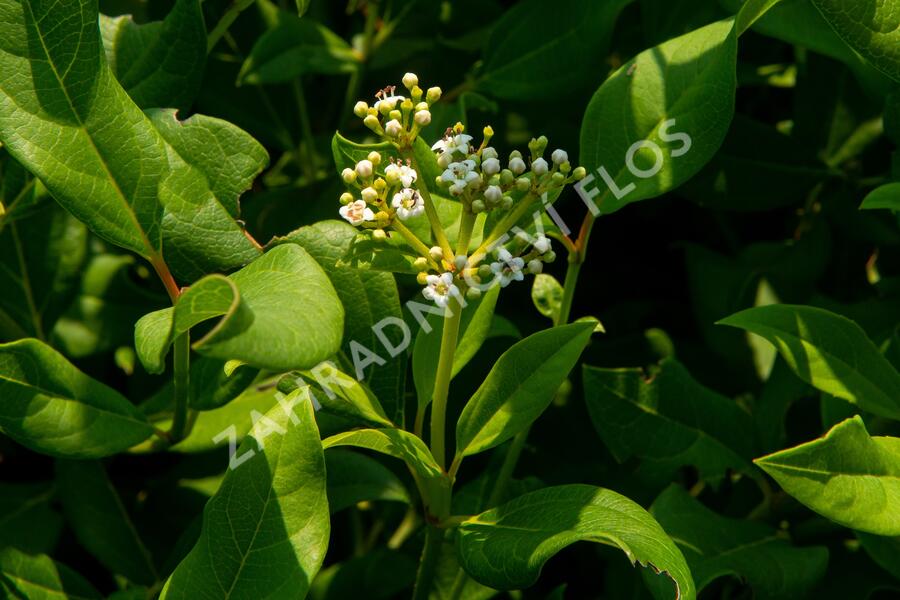 Kalina 'Jermyn's Globe' - Viburnum globosum 'Jermyn's Globe'