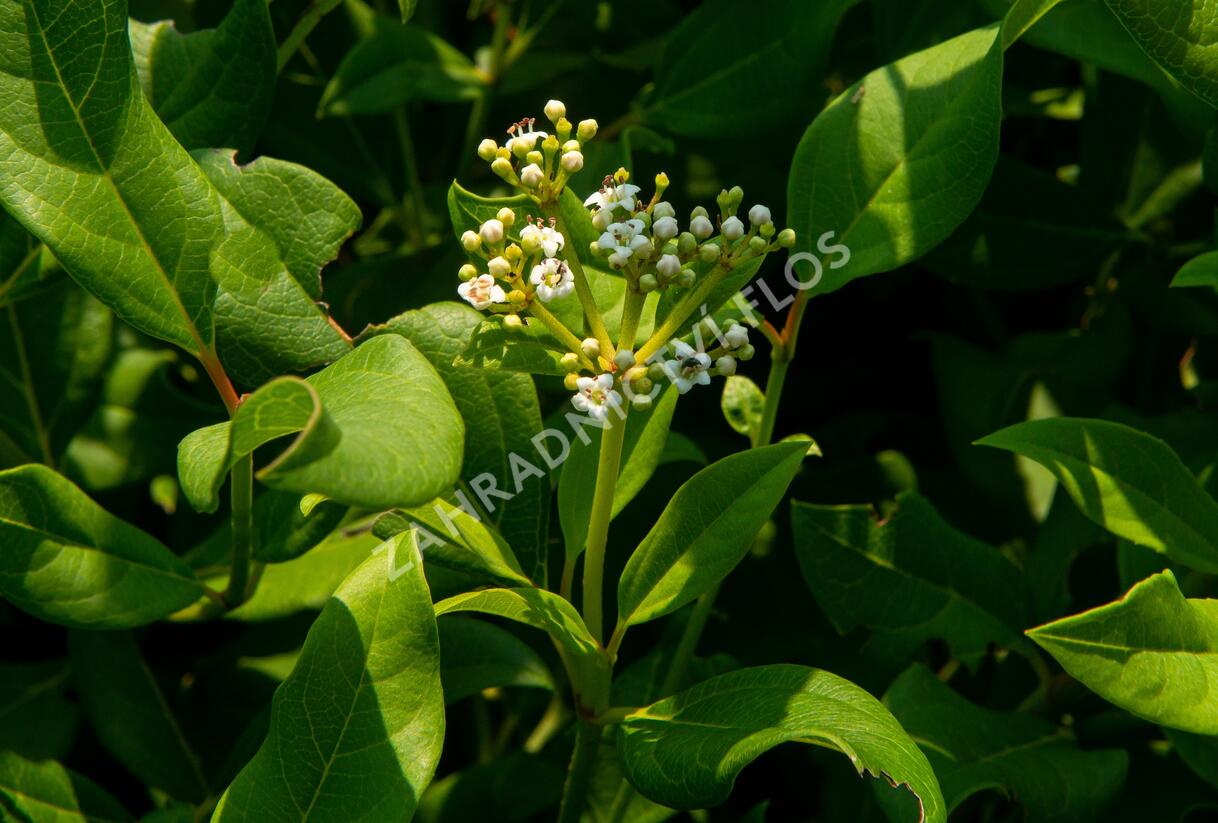 Kalina 'Jermyn's Globe' - Viburnum globosum 'Jermyn's Globe'