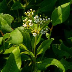 Kalina 'Jermyn's Globe' - Viburnum globosum 'Jermyn's Globe'