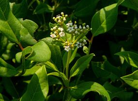 Kalina 'Jermyn's Globe' - Viburnum globosum 'Jermyn's Globe'