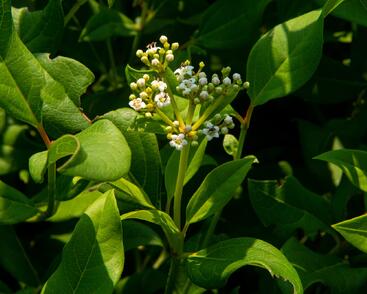 Kalina 'Jermyn's Globe'