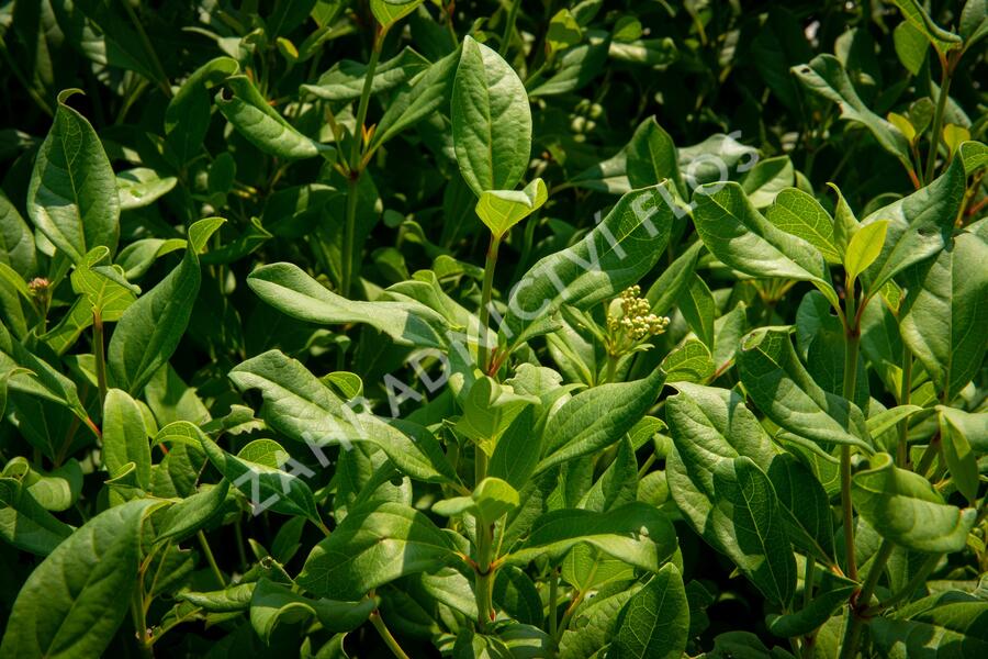 Kalina 'Jermyn's Globe' - Viburnum globosum 'Jermyn's Globe'